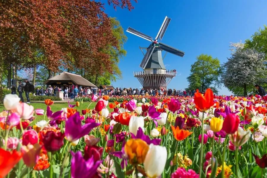 Zaanse Schans plus Keukenhof